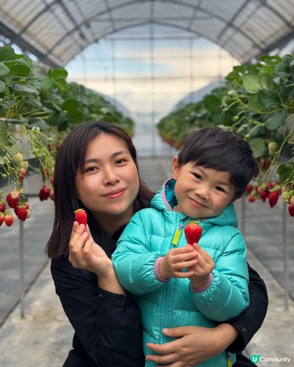 大阪京都 🍓🍓🍓 農場 50分鐘士多啤梨放題介紹！即摘即食😋