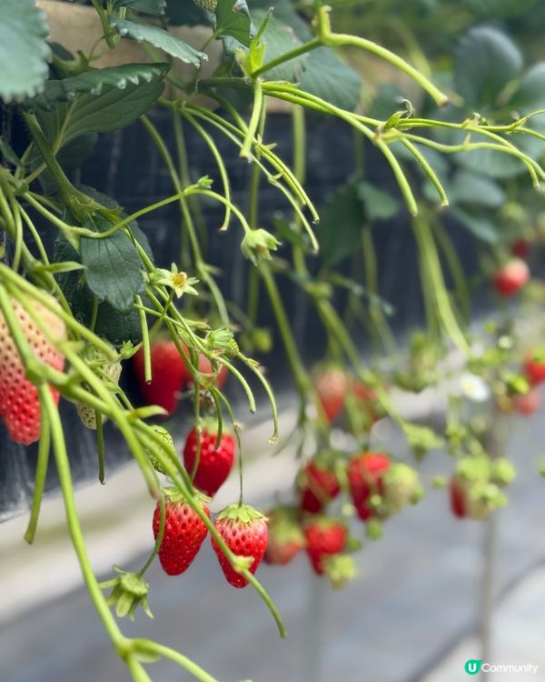 大阪京都 🍓🍓🍓 農場 50分鐘士多啤梨放題介紹！即摘即食😋