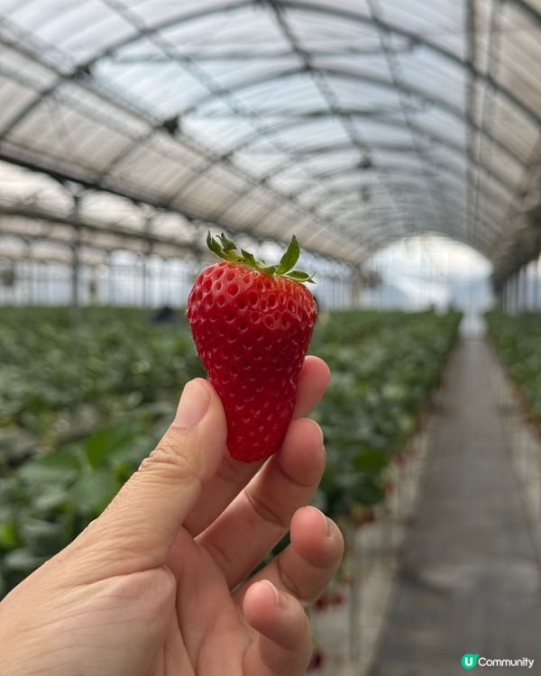 大阪京都 🍓🍓🍓 農場 50分鐘士多啤梨放題介紹！即摘即食😋