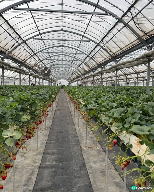 大阪京都 🍓🍓🍓 農場 50分鐘士多啤梨放題介紹！即摘即食😋