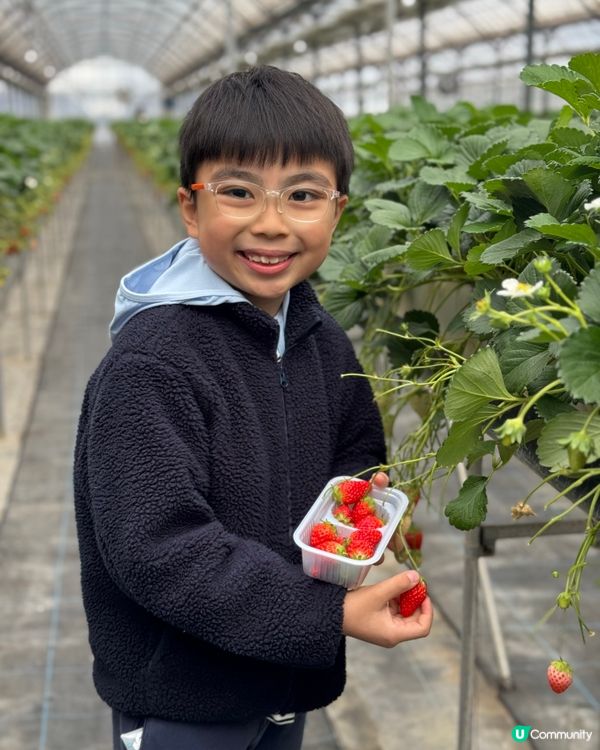 大阪京都 🍓🍓🍓 農場 50分鐘士多啤梨放題介紹！即摘即食😋