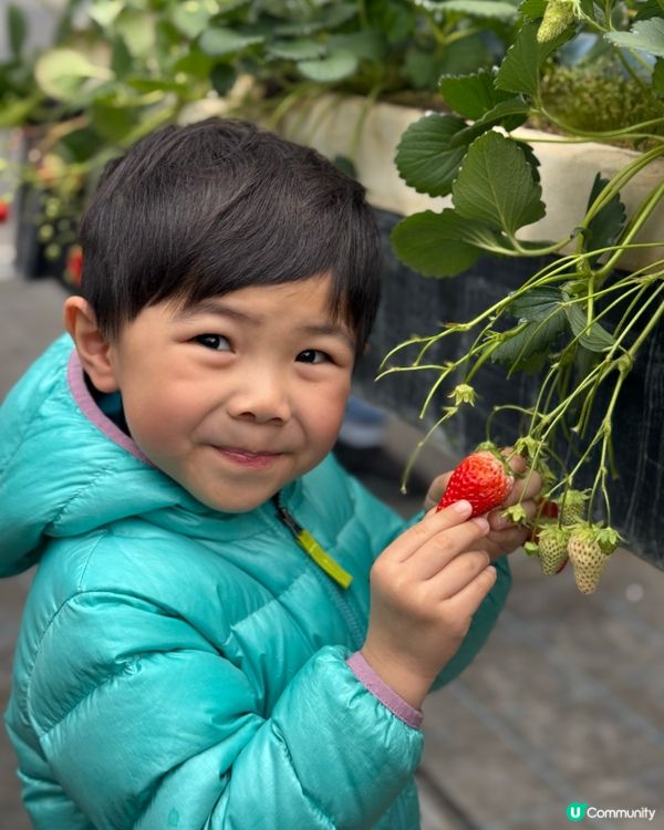 大阪京都 🍓🍓🍓 農場 50分鐘士多啤梨放題介紹！即摘即食😋
