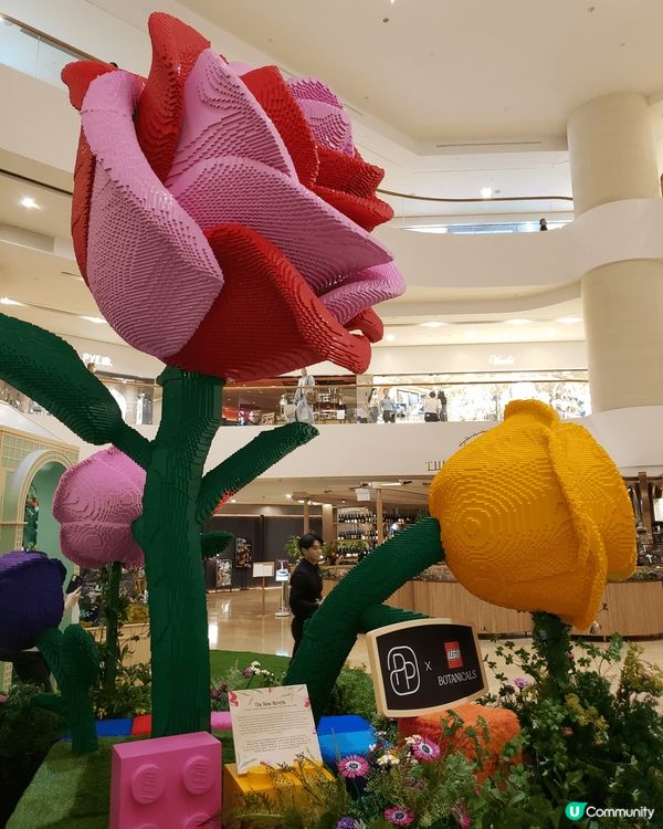 今日經過金鐘太古廣場中庭，發現了一個植物園，遠看還以為是一個...