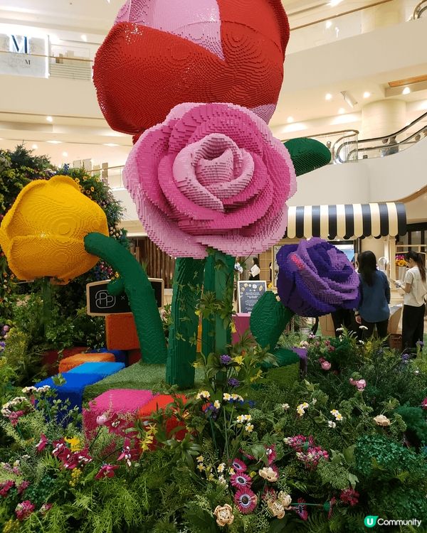 今日經過金鐘太古廣場中庭，發現了一個植物園，遠看還以為是一個...