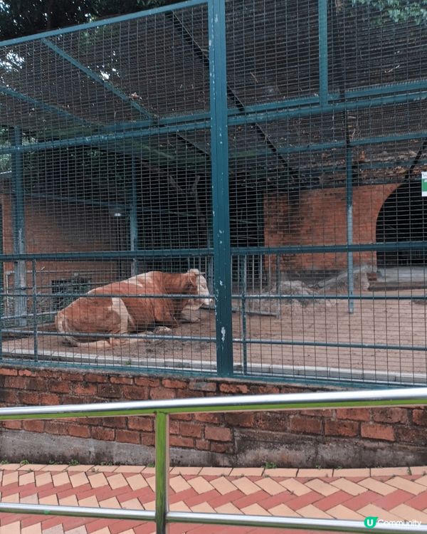 澳門松山公園，呢個公園有熊貓又有牛，隔離有條隧道唔係比車行，...