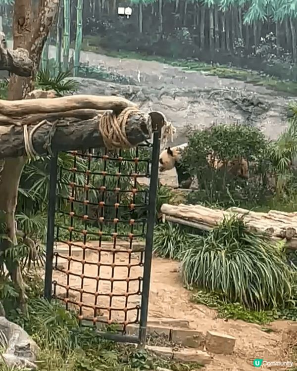 澳門松山公園，呢個公園有熊貓又有牛，隔離有條隧道唔係比車行，...
