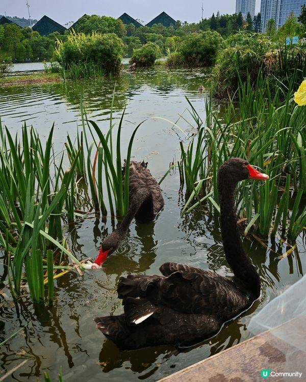 冒著內地五一長假期去遠少少地方-龍崗大運天地。可能比較遠，如...