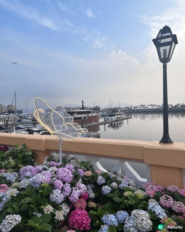 黃金海岸繡球花節，有不同市集開放給市民買美食，又有草地開放給...