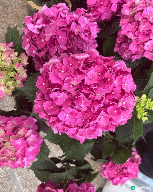 黃金海岸繡球花節，有不同市集開放給市民買美食，又有草地開放給...