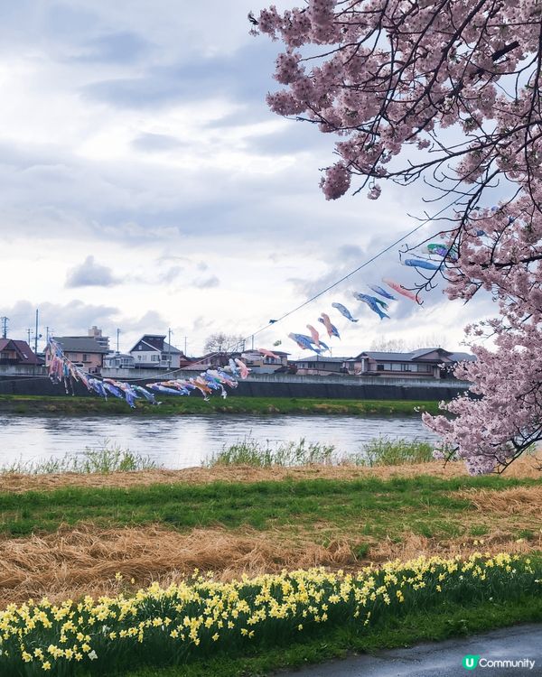 去咗日本東北，北上展勝地睇櫻花🌸，櫻花古木又大棵又靚，一目千...