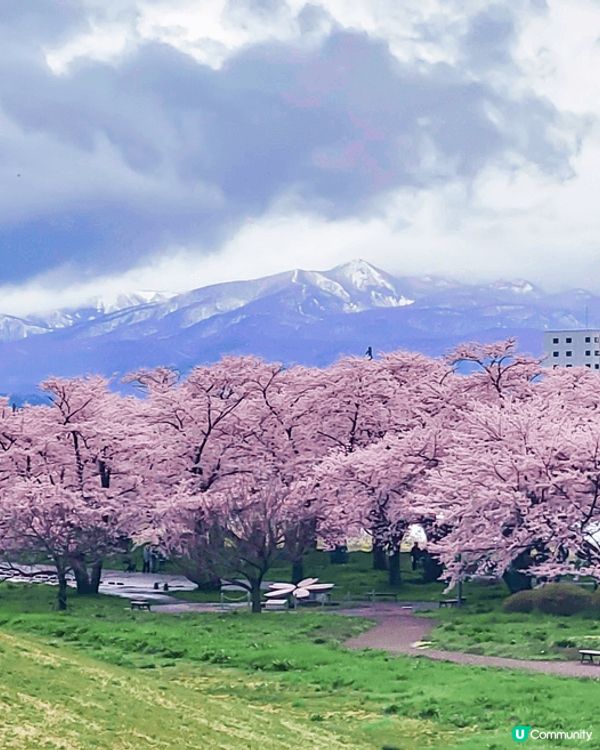 去咗日本東北，北上展勝地睇櫻花🌸，櫻花古木又大棵又靚，一目千...