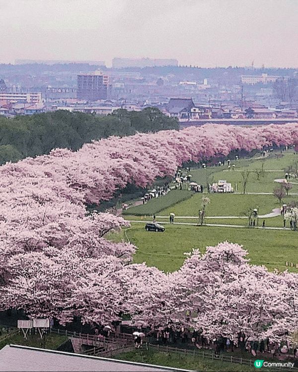 去咗日本東北，北上展勝地睇櫻花🌸，櫻花古木又大棵又靚，一目千...