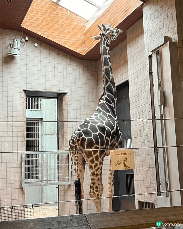 🌟 **天王寺動物園介紹** 🌟
