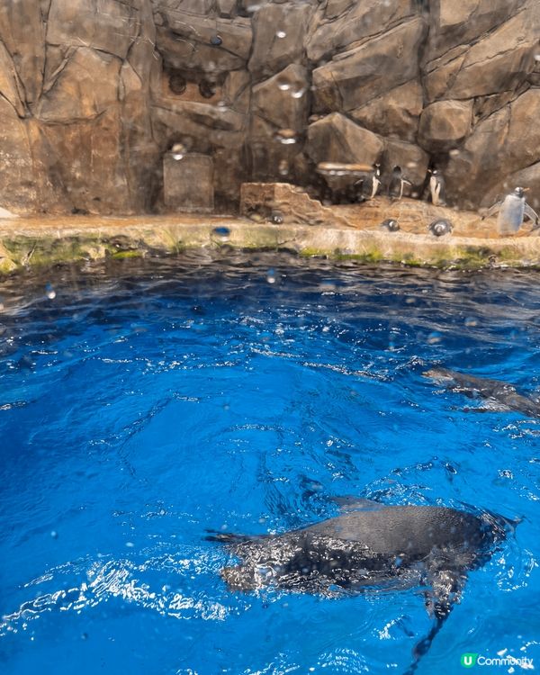 海洋公園-生日免費入場遊玩，看動物，玩機動遊戲，愉快的一天！...