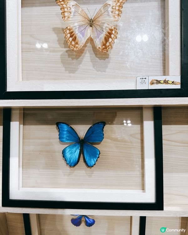 深圳龍華綠野蝶蹤，五大洲蝴蝶盛宴！🦋✨