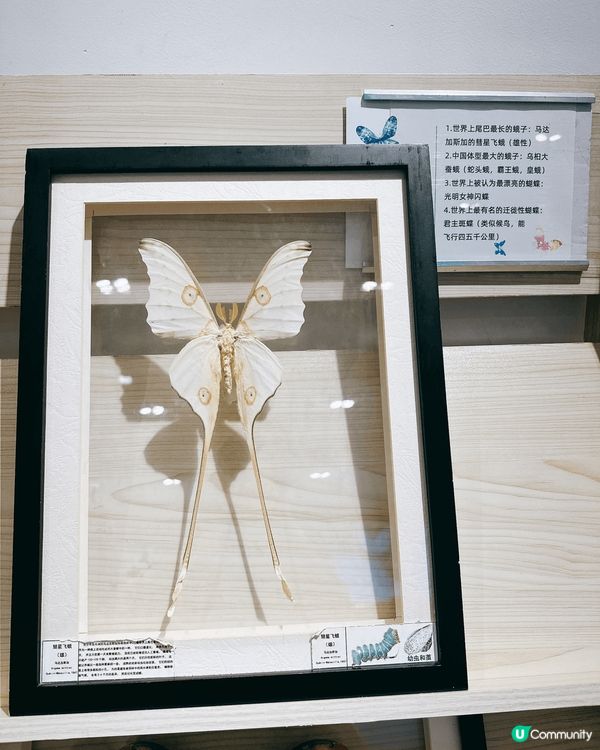 深圳龍華綠野蝶蹤，五大洲蝴蝶盛宴！🦋✨