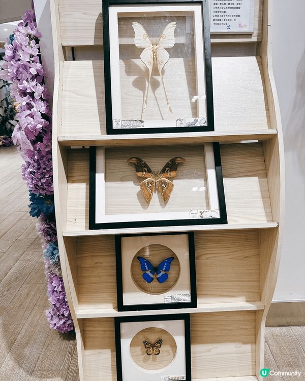 深圳龍華綠野蝶蹤，五大洲蝴蝶盛宴！🦋✨