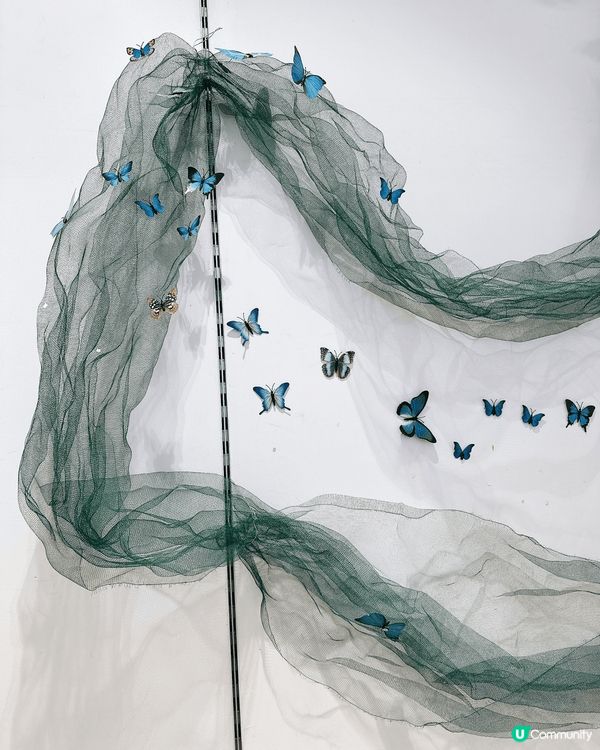 深圳龍華綠野蝶蹤，五大洲蝴蝶盛宴！🦋✨