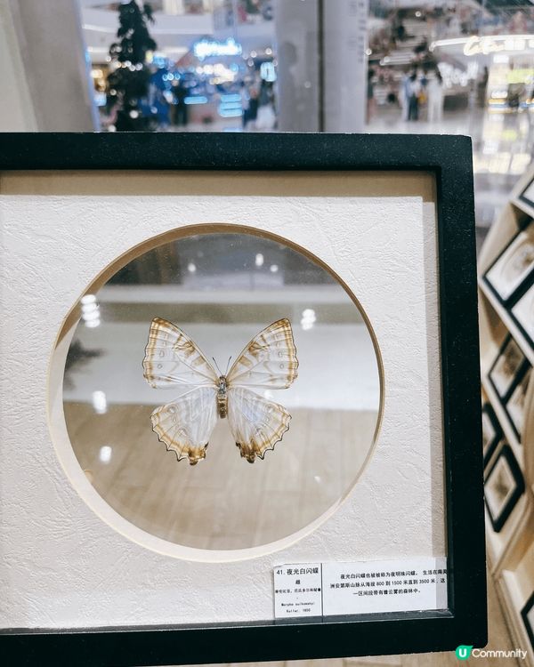深圳龍華綠野蝶蹤，五大洲蝴蝶盛宴！🦋✨