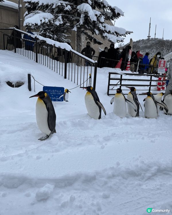 🧊❄️冰雪世界：北海道滑雪之旅