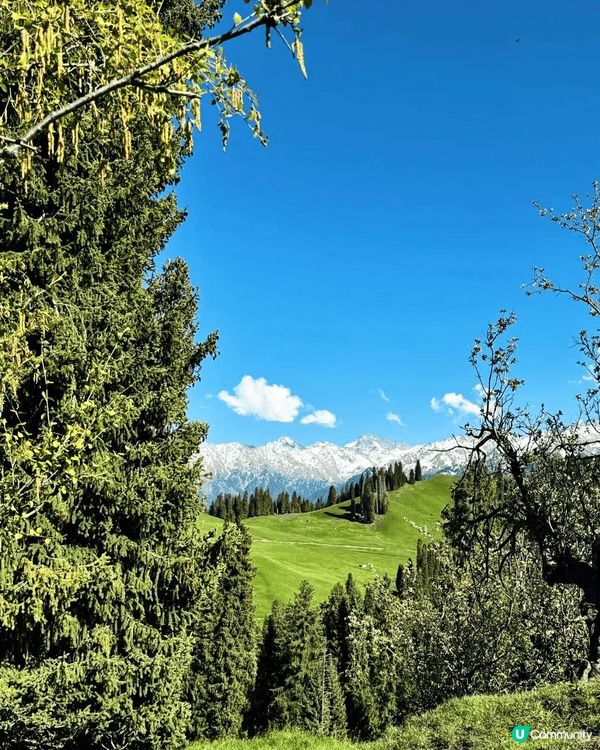 🏔藏在高原的綠野仙蹤，99%的人不知曉！新疆恰西草原海拔15...