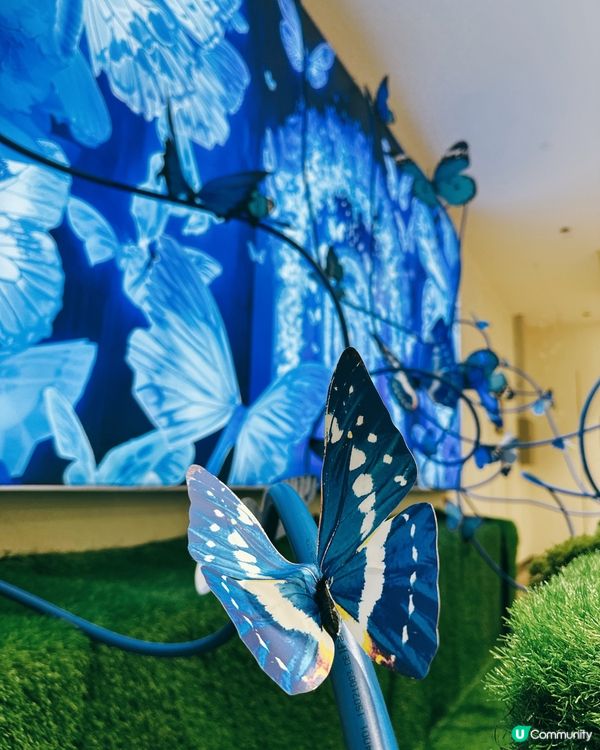 深圳龍華綠野蝶蹤，五大洲蝴蝶盛宴！🦋✨