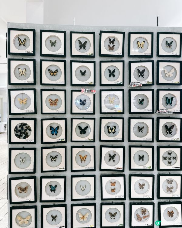 深圳龍華綠野蝶蹤，五大洲蝴蝶盛宴！🦋✨
