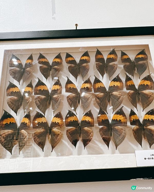 深圳龍華綠野蝶蹤，五大洲蝴蝶盛宴！🦋✨