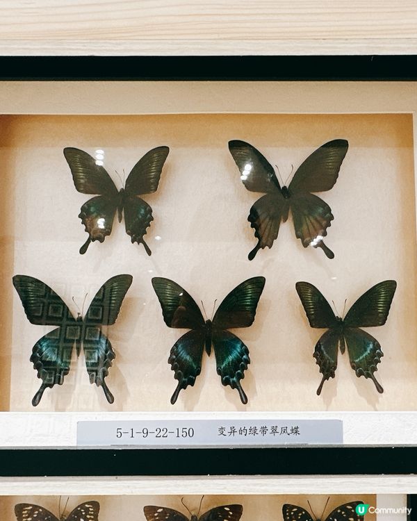 深圳龍華綠野蝶蹤，五大洲蝴蝶盛宴！🦋✨