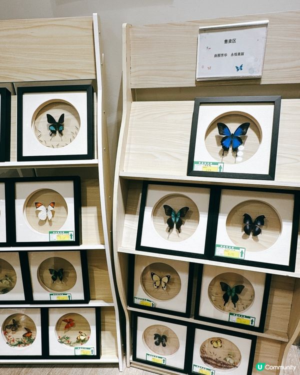 深圳龍華綠野蝶蹤，五大洲蝴蝶盛宴！🦋✨