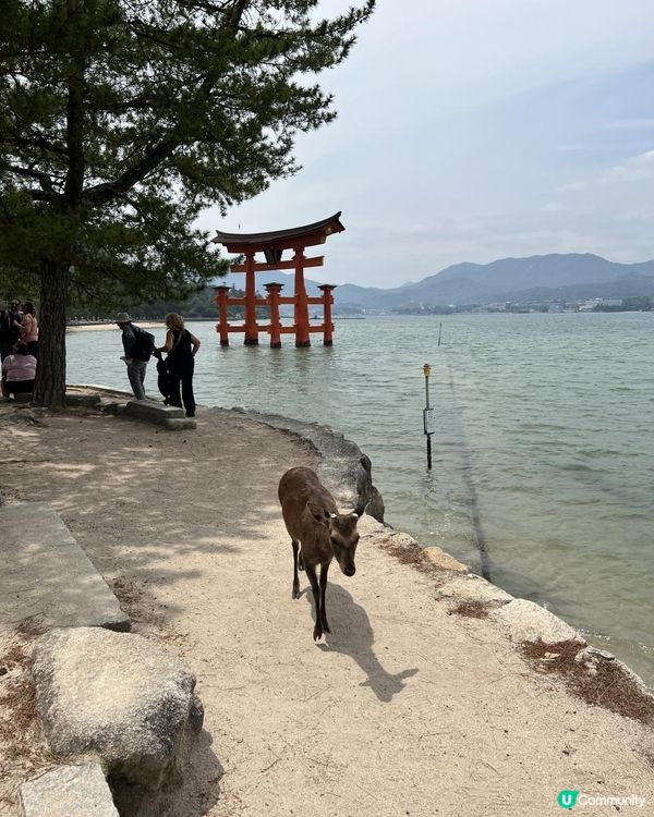 15/05/2025 福岡遊 Day 5 嚴島 (宮島)