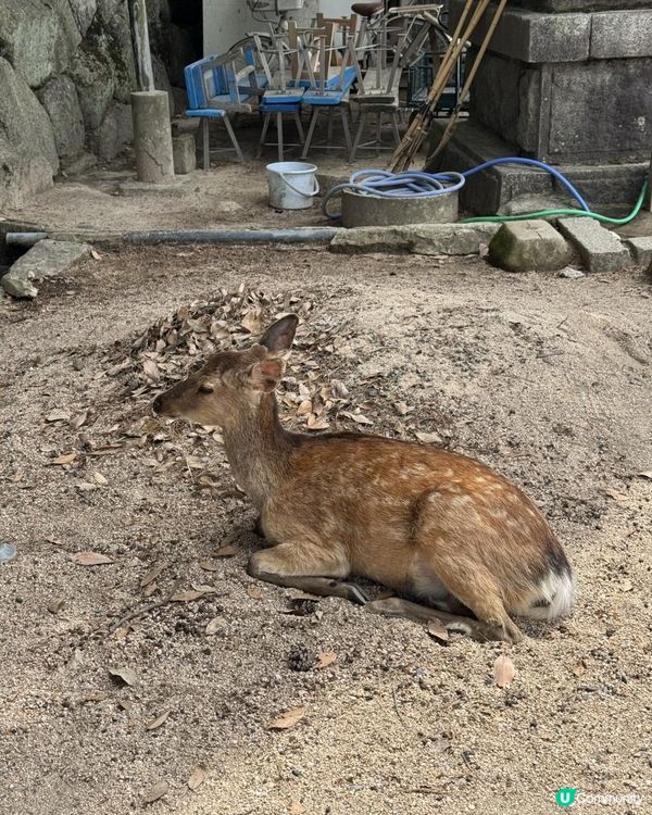 15/05/2025 福岡遊 Day 5 嚴島 (宮島)