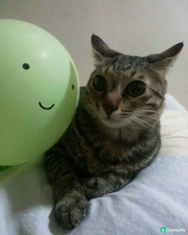 🐱氣球驚嚇？我隻唔驚喎😂