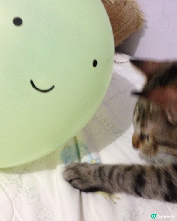 🐱氣球驚嚇？我隻唔驚喎😂