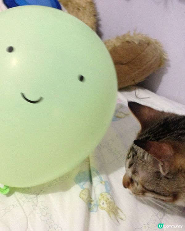 🐱氣球驚嚇？我隻唔驚喎😂