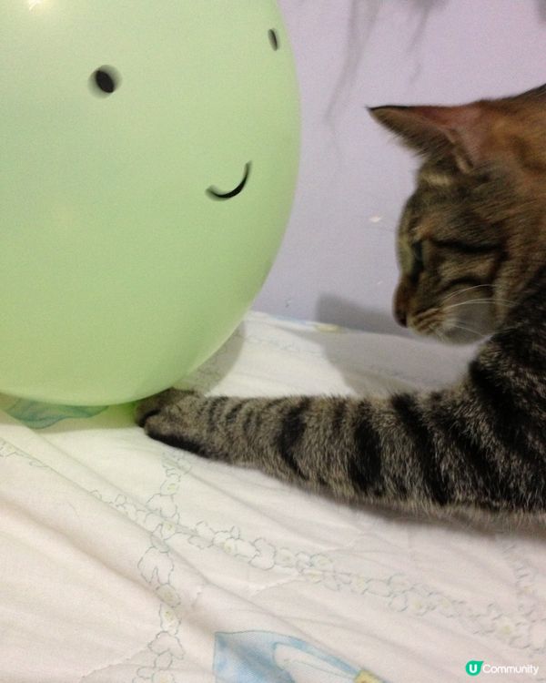 🐱氣球驚嚇？我隻唔驚喎😂