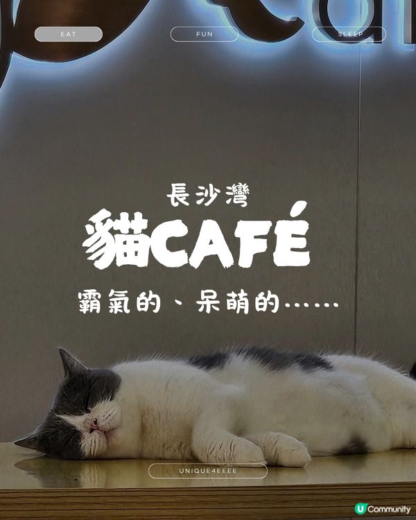 【自淘腰包探店】貓奴召集！長沙灣緬因貓Cafe