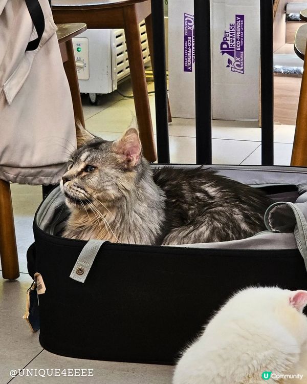 【自淘腰包探店】貓奴召集！長沙灣緬因貓Cafe