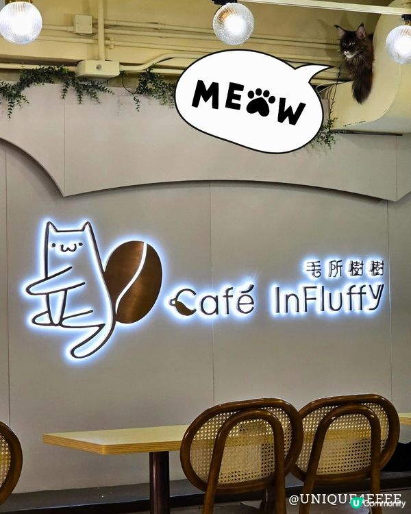 【自淘腰包探店】貓奴召集！長沙灣緬因貓Cafe