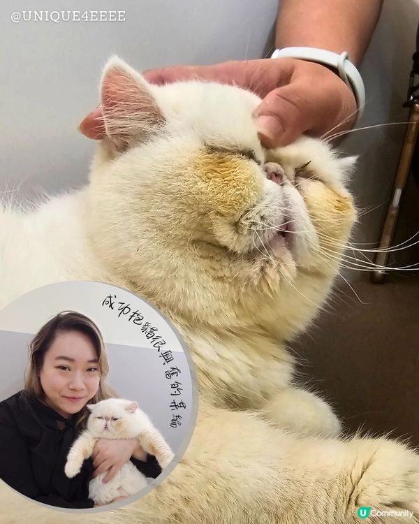 【自淘腰包探店】貓奴召集！長沙灣緬因貓Cafe