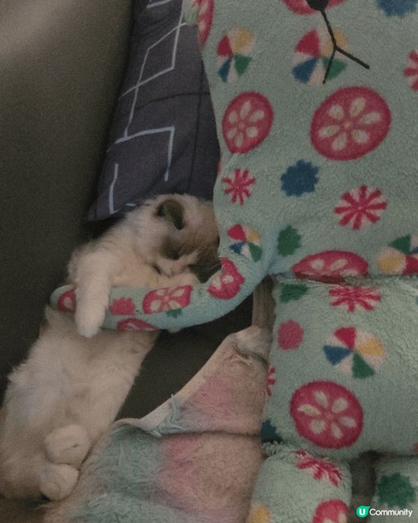 兩歲布偶貓 超可愛  就像養不大的豬 bb 所以取名豬豬 整...