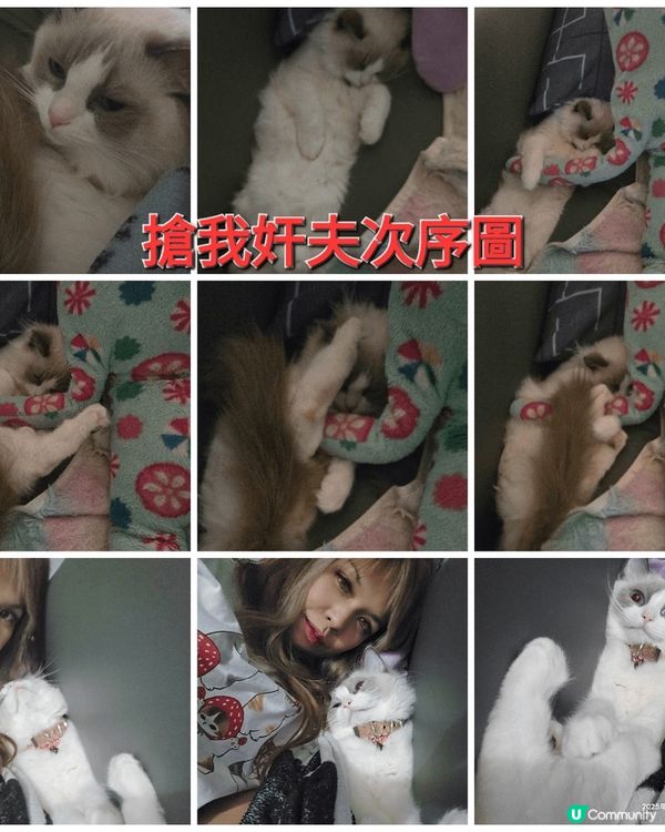 兩歲布偶貓 超可愛  就像養不大的豬 bb 所以取名豬豬 整...