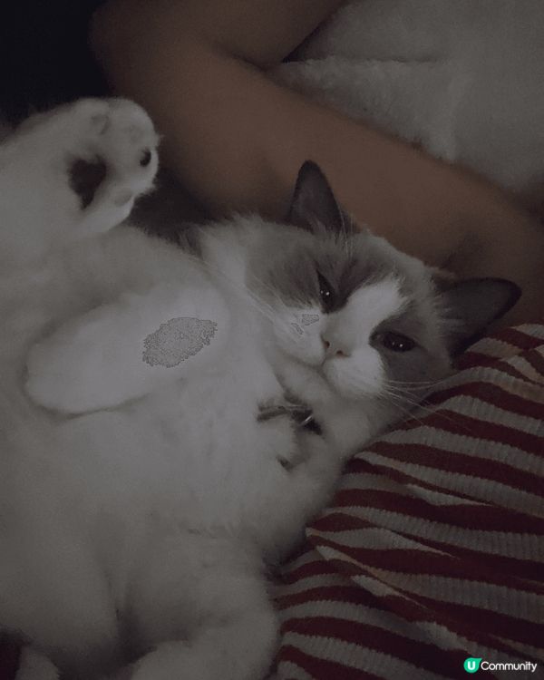 兩歲布偶貓 超可愛  就像養不大的豬 bb 所以取名豬豬 整...