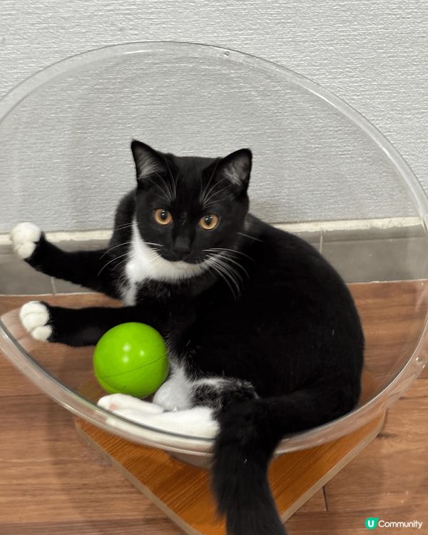 #主子SPATime 貓奴日常