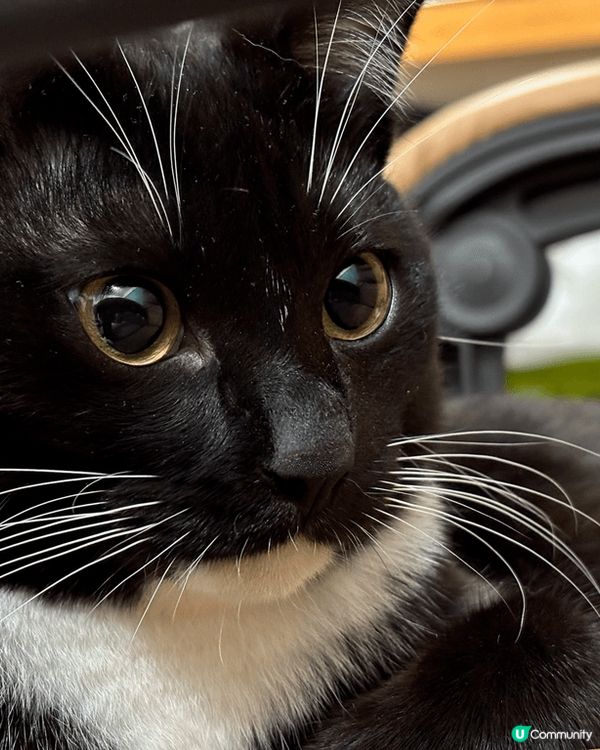 #主子SPATime 貓奴日常