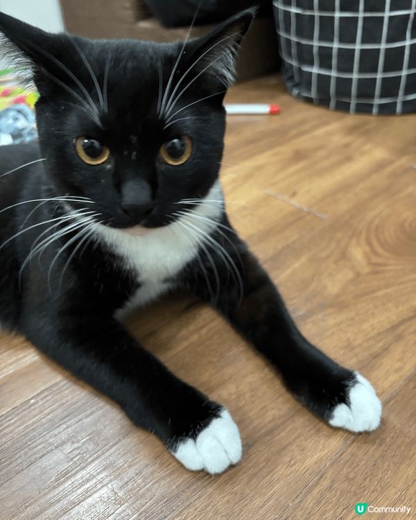 #主子SPATime 貓奴日常