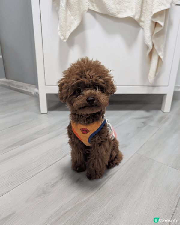 我嘅小公主「點點」目前6個月大，好可愛，最鍾意玩波波，成日係...