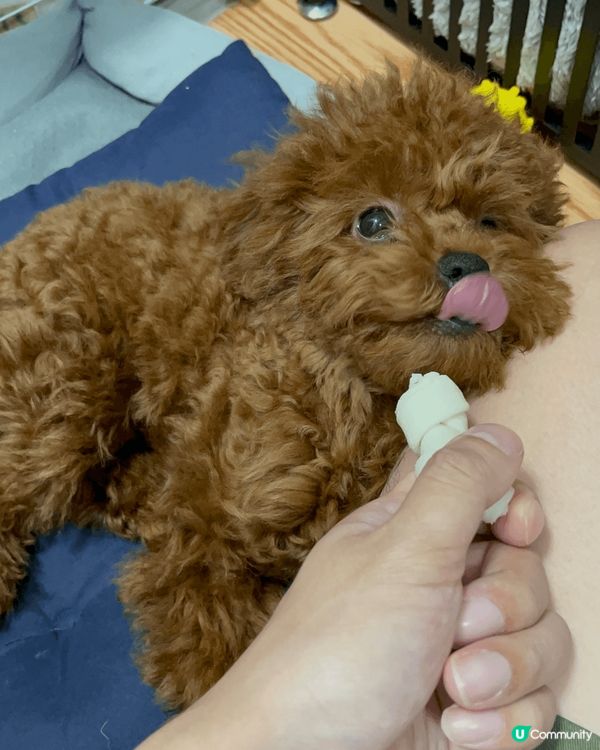 我嘅小公主「點點」目前6個月大，好可愛，最鍾意玩波波，成日係...