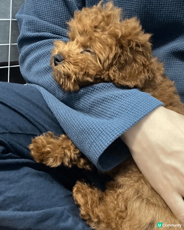 我嘅小公主「點點」目前6個月大，好可愛，最鍾意玩波波，成日係...