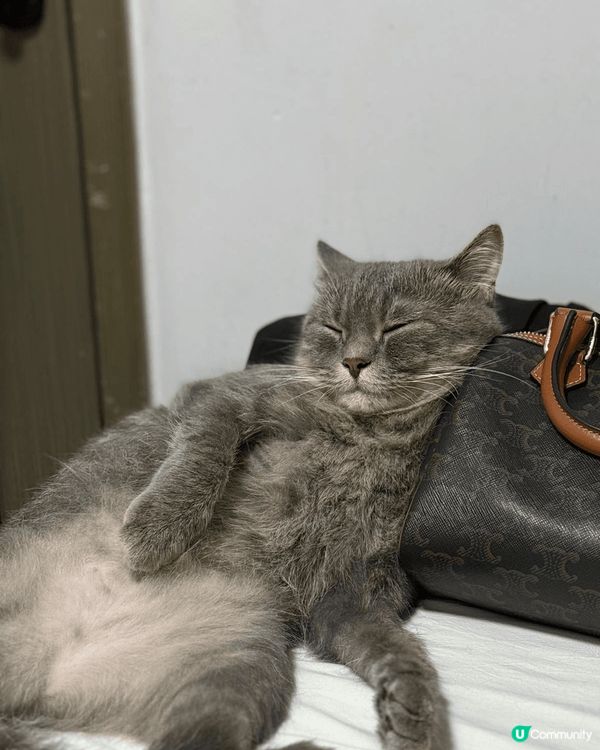 佢叫菲菲，最中意就係食同訓，係一隻非常八卦既貓